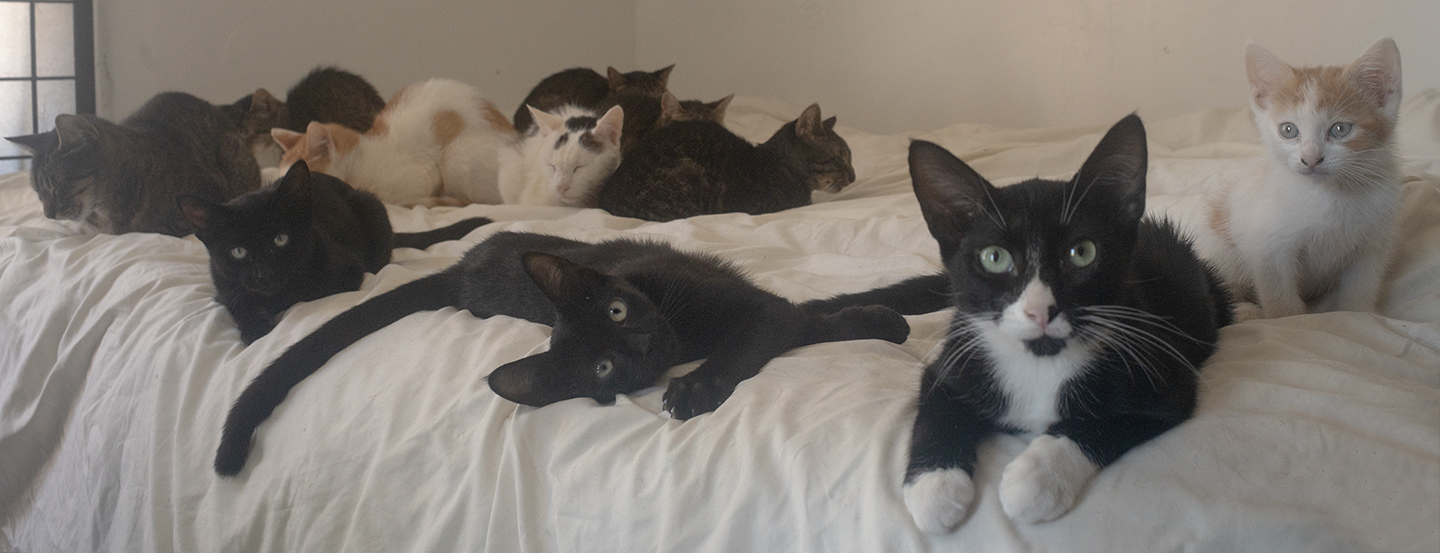 ace hearts photography cat nyc
